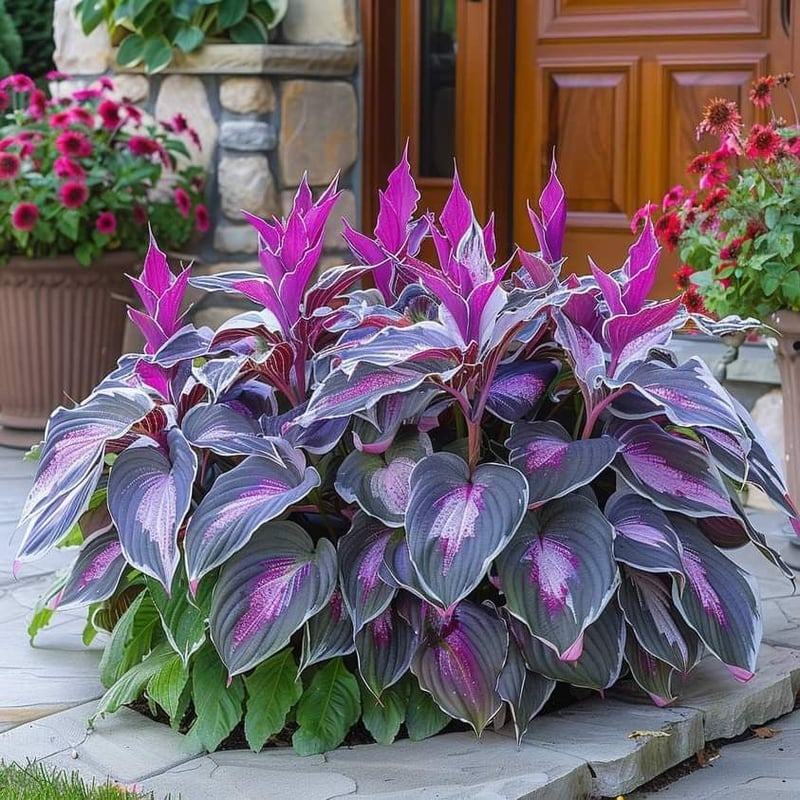 💥LAST DAY SALE 50%OFF💥🌿Premium Rare Hosta Seeds