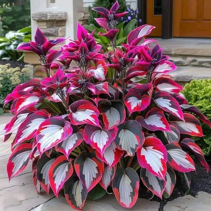 💥LAST DAY SALE 50%OFF💥🌿Premium Rare Hosta Seeds