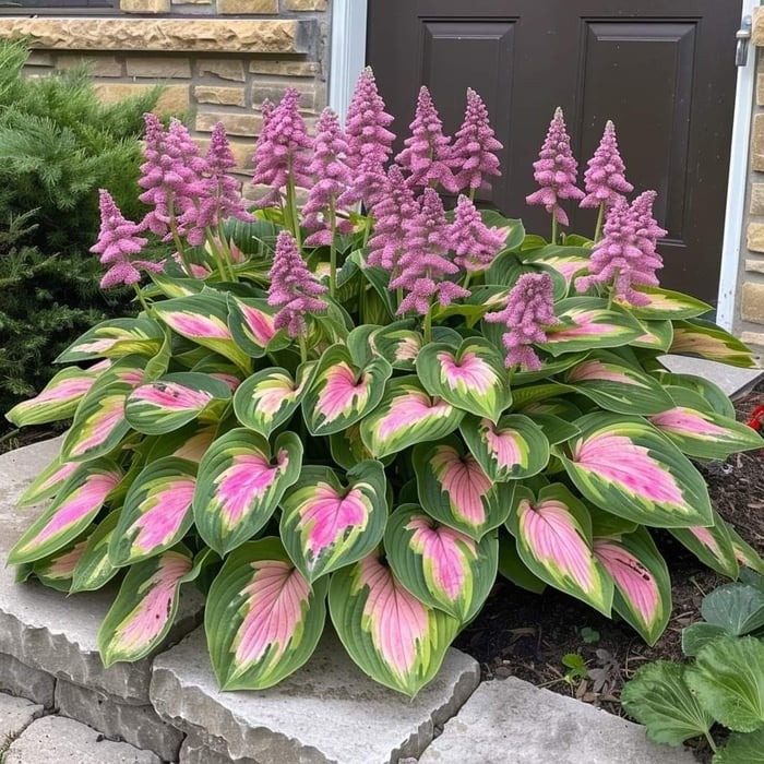 💥LAST DAY SALE 50%OFF💥🌿Premium Rare Hosta Seeds