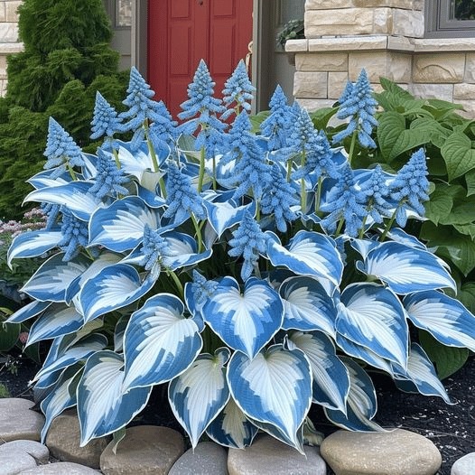 💥LAST DAY SALE 50%OFF💥🌿Premium Rare Hosta Seeds