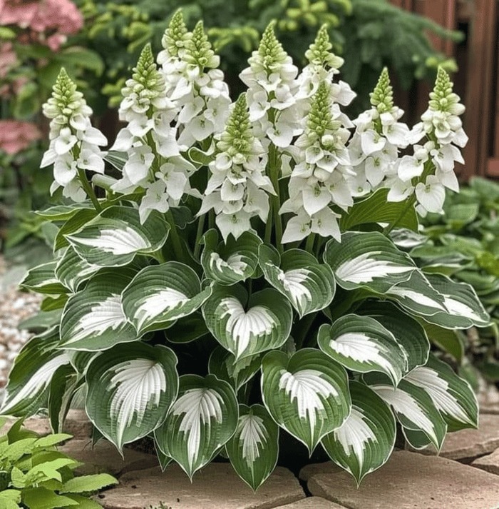 💥LAST DAY SALE 50%OFF💥🌿Premium Rare Hosta Seeds