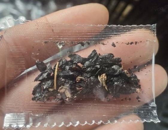 💥LAST DAY SALE 50%OFF💥🌿Premium Rare Hosta Seeds